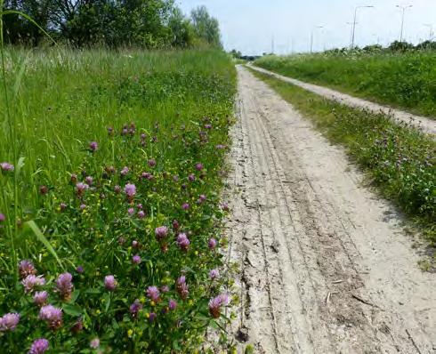 De diversiteit is hier dus min of meer gelijk gebleven. Opmerkelijke soorten zijn niet gevonden. VAK 5 OVERIG Een groot, nat en voedselrijk weiland met hier en daar wat wilgen- en braamstruweel.