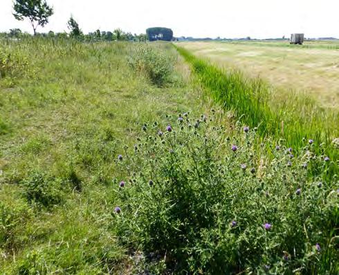 Veel bloemen in de kruidlaag, onder andere peen en