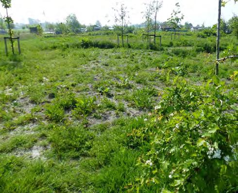 sloot. Figuur 123 Oostvlietpolder Dijkje, 14 mei 2018.