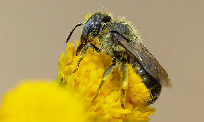 Reemer, Kos & Slikboer 2018 Bijen en zweefvliegen in het Land van Wijk en Wouden: herhaling 2018 Tabel 137 Blauwe ogen en een buik vol stuifmeel: dit vrouwtje gedoornde slakkenhuisbij gaat
