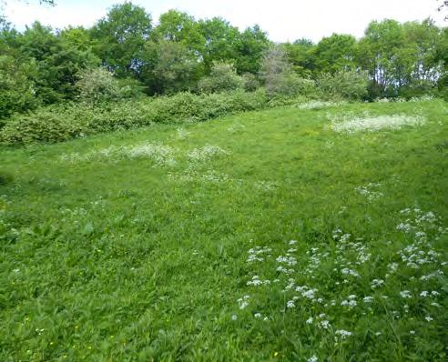 In de zomer bloeien er onderaan de helling speerdistels en