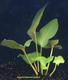 Tussen Lange Jaap en Kuitje Planten Nederlandse naam Leidse plantje Wetenschappelijke naam Saururus cernuus L.