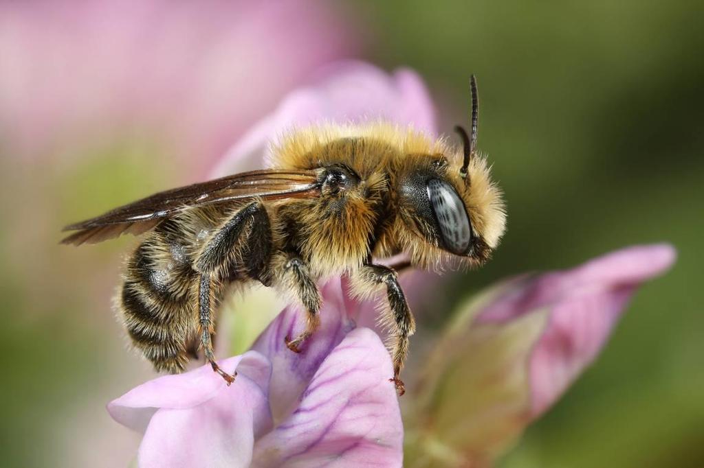 Inleiding 1.4. Zonering gevoelige wilde bijen Zoals in de voorgaande paragrafen beschreven herbergt Eindhoven naast veel bijzondere wilde bijen, ook veel honingbijen.
