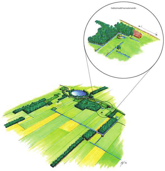 het water. De voortplantingsperiode loopt van februari tot en met september. De ei-afzet vindt vooral plaats in april en mei, maar ook wat eerder en later in het jaar kan voortplanting plaatsvinden.