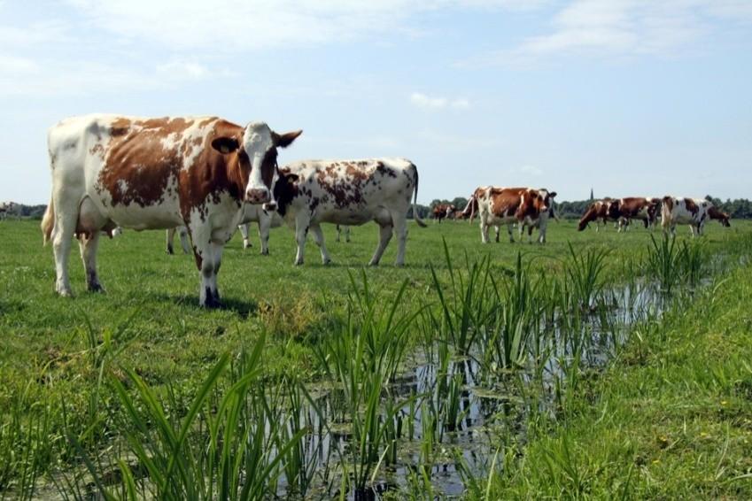 Ruimtelijke vraagstukken landbouw in Midden-Delfland Wat voor type boerenbedrijven?