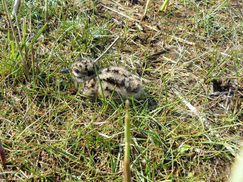 BROEDRESULTAAT KuikenKievit De Kievit kende, ondanks de aanvankelijke droogte, een goed broedresultaat; de eerste kuikens werdenop18aprilgezien.