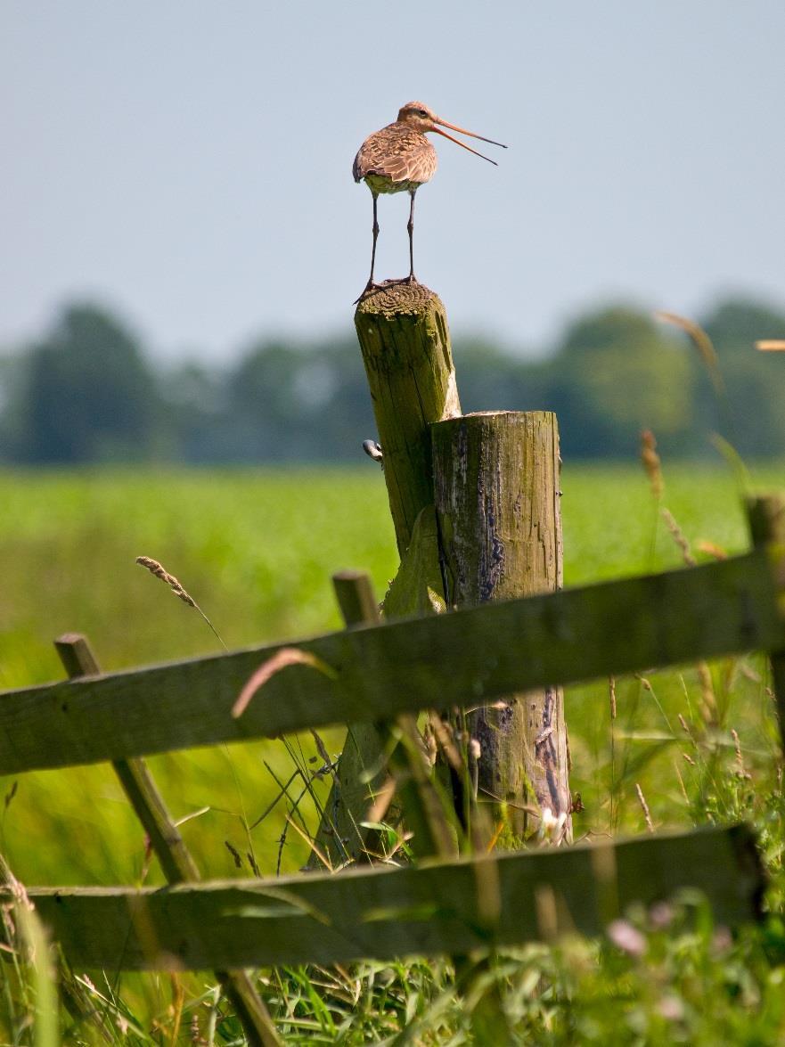 Weidevogelbeheerevaluatie Gelderland 2017 Collectief Rivierenland Beeld: