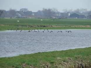 21. Polder Kamerik Mijzijde en s-gravensloot Totale opp.: 1.348 ha Opp. afgesloten beheer: 548 ha Opp.