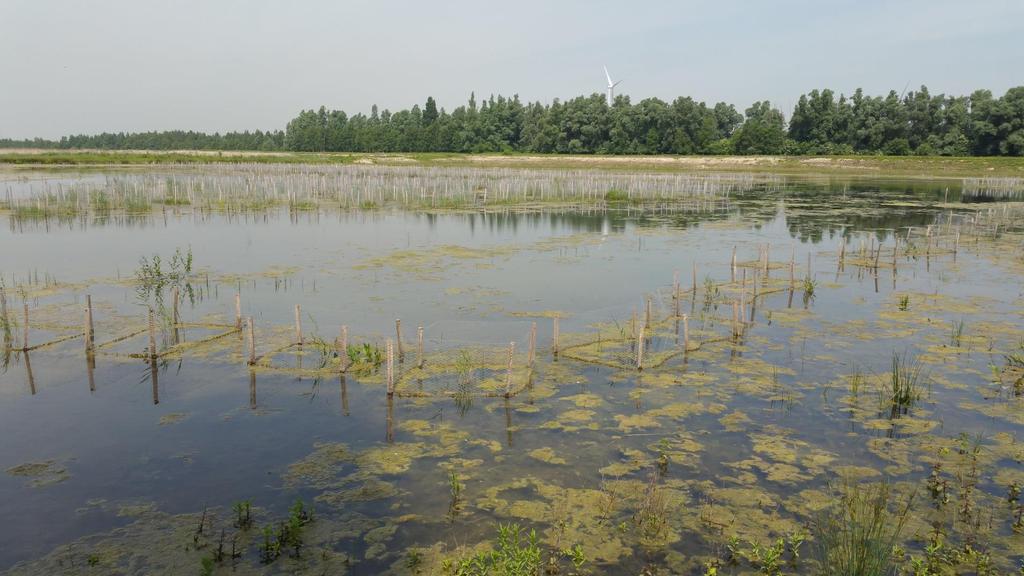 Riet & Water Bruine Kiekendief,