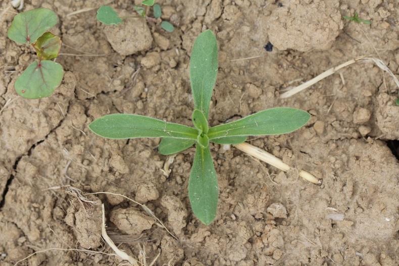 Een beperkt aantal algemeen voorkomende, generalistische bijensoorten zoals aard- en steenhommel kunnen van deze planten profiteren, maar de meeste bijensoorten, en dan met name de zeldzame en