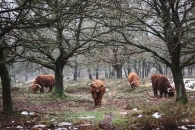 wildernisnatuur Een