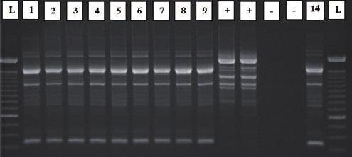Vlaams Diergeneeskundig Tijdschrift, 2013, 82 245 De monsters verzameld door de melkmeter gaven met de PCR-test grotendeels ofwel meer dan drie pathogenen per melkmonster, ofwel verontreinigde