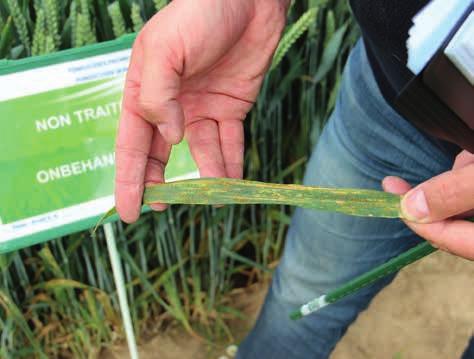 DOSSIER Wintertarwe in het voorjaar Bruine roest veroorzaakt sporenhoopjes verspreid over het blad. zeer snel ontwikkelen.