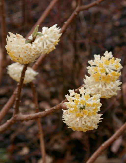 Edgeworthia chrysanta Papierstruik Edgeworthia chrysantha Grandiflora ook wel bekend als de papierstruik is een van de winterbloeiende heesters die we ook wel als bijzonder kunnen bestempelen.