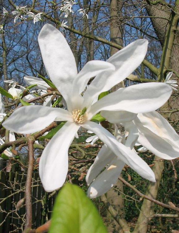 Magnolia kobus Boom van het jaar 2015 Ieder jaar wordt er vanuit het vak een boom van het jaar gekozen. In 2015 is dit de Magnolia kobus geworden onder de noemer; een welkome exoot!
