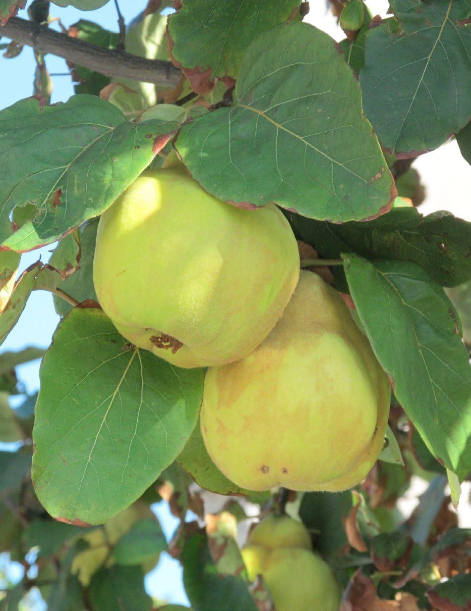 Cydonia oblonga Kweepeer of Kweeappel De kwee-peer of kwee-appel kun je wel scharen onder de vergeten fruitsoorten, die als struik of kleine bladverliezende boom dankzij zijn vruchten een opvallende