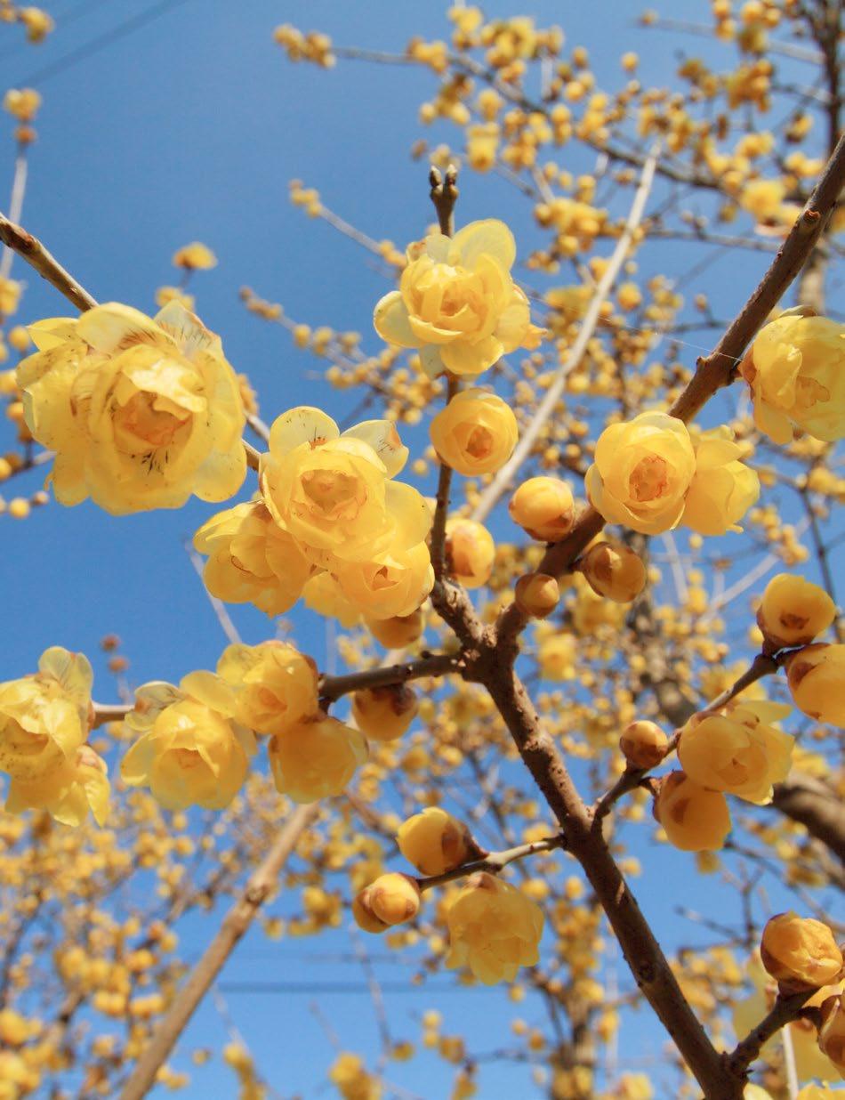 Chimonanthus praecox Meloenboompje of Winterzoet De Chimonanthus is een onbekende in de groep winterbloeiende heesters.