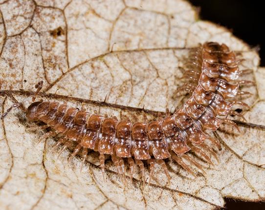 176 entomologische berichten D E 3.Vertegenwoordigers van de geleedpotigen in Nederland.