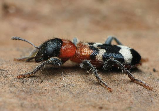 178 entomologische berichten 3. Vertegenwoordigers van de geleedpotigen in Nederland.