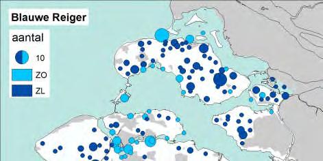 Slechts 6% van de gebieden met Blauwe Reigers herbergden meer dan 4 ex, met een piek in de Braakman-Noord (12) en Polder Vierbannen-Noord SD (10).