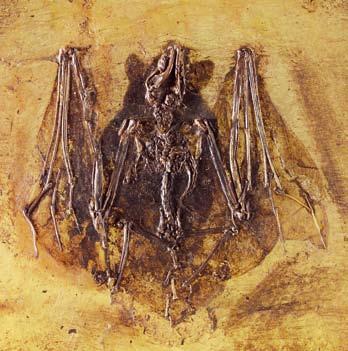 Aan de hand van de 128 fraaiste fossielen uit een collectie van 17.000 die Messel rijk is, wordt dit geïllustreerd.