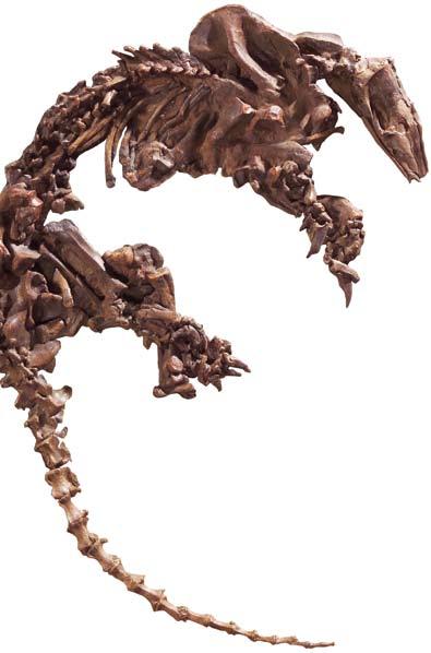 Ab. 7. Het grote primitieve Messelpaard Propalaeotherium hassiacum. Schofthoogte 55-60 cm. men komen alleen in Zuid-Amerika voor. De vraag is nu hoe de migratieroute van de miereneter is geweest.