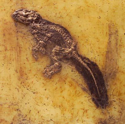 Eén van die primitieve valse carnivoren (Lesmesodon behnkeae) is zeer fraai bewaard gebleven. De huid, maar vooral de behaarde staart, is goed te zien (afb. 9).