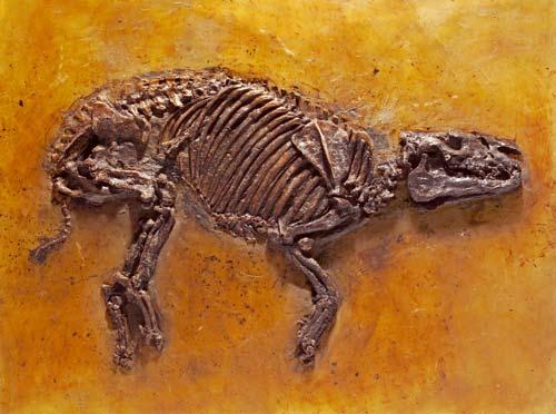 Slechts zes fossielen zijn daarvan gevonden, die vier soorten vertegenwoordigen. Met andere woorden: buideldieren hadden vroeger een veel grotere verspreiding.