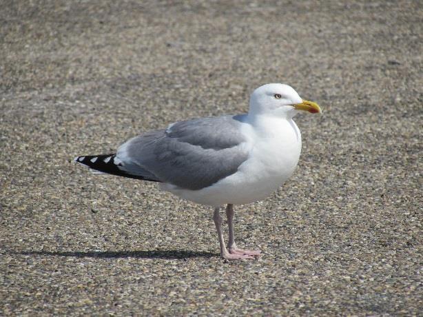 uniek kenmerk in het dierenrijk.