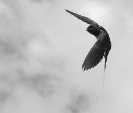 De naam Enpi is samengesteld uit de Japanse karakters vliegen en zwaluw. Daarom wordt Enpi vaak vertaald met de vlucht van een zwaluw.