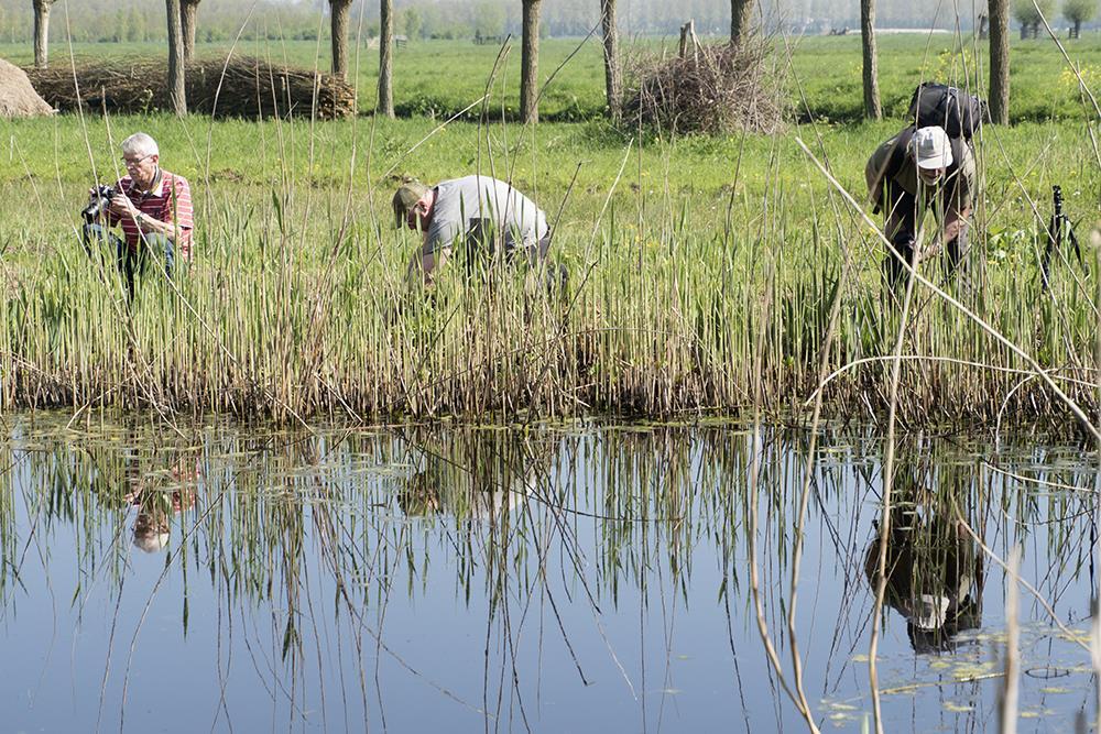 Het Alblasserbos bij Papendrecht op 21-04-2018 Op 21-04-2018 zijn wij met vier leden naar het Alblasserbos gegaan om vlinders te fotograferen en ander klein spul.