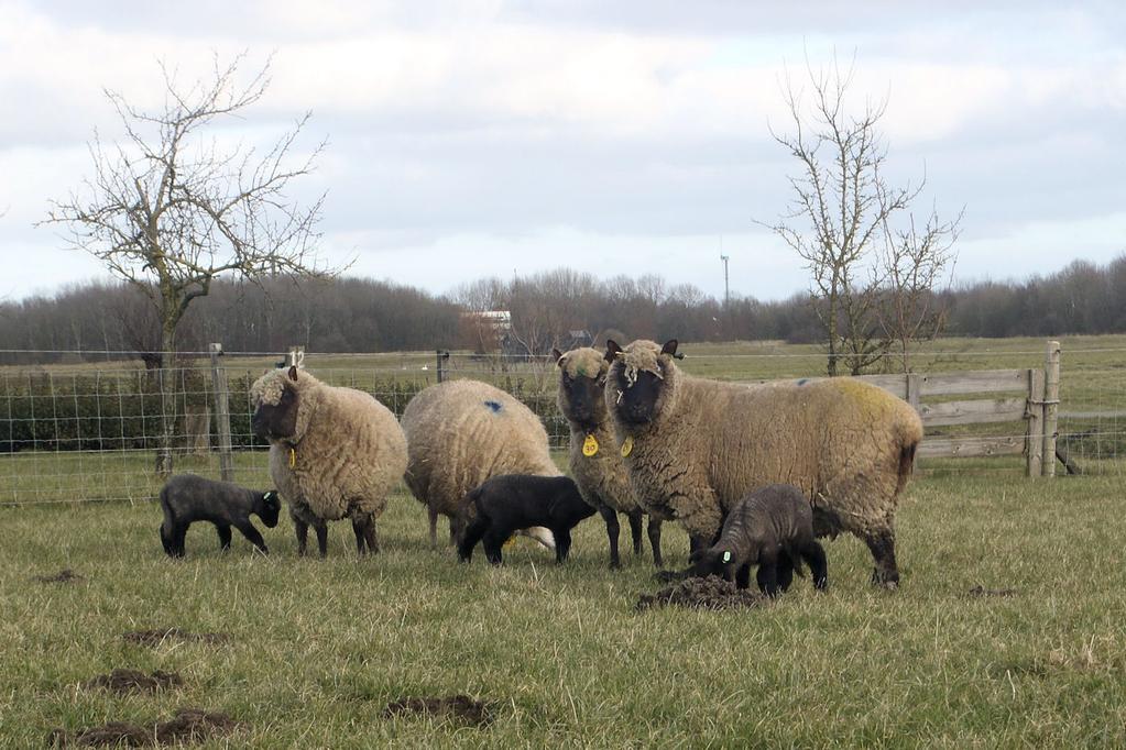 Hoe komt dat eigenlijk? Of ik dus een stukje voor het stokje wil schrijven. Natuurlijk, zeer vereerd. 10 jaar geleden kreeg ik 2 schapen van de buren, daar is mijn schaapskudde uit ontstaan.