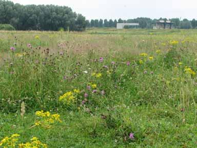 Tabel 8.1 Voorkomen van indicatieve plantensoorten in de Stadsweide. Soort 1975-2005 2007 Beemdkroon * * Bilzekruid * Bosbies * * Gevlekte scheerling * * Grote pimpernel * IJzerhard *?