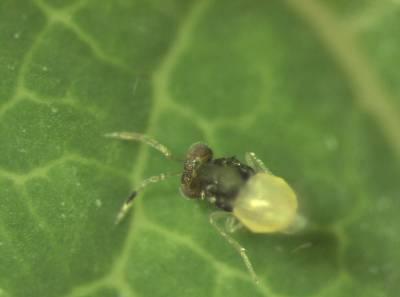 Vroeger werden in de zomermaanden breedwerkende middelen gebruikt, b.v. tegen tripsen. Deze kunnen ongemerkt ook wittevlieg hebben onderdrukt.