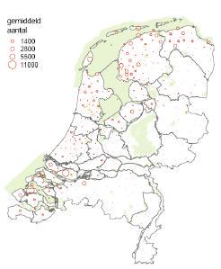 Verspreidingskaart goudplevier Huidig voorkomen en Natura 2000: Gemiddeld komt naar schatting 42% van de goudplevieren voor in Natura 2000 gebieden.