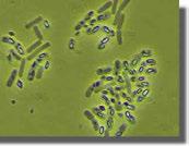 Biologische bestrijdingsmiddelen Producten die een micro-organisme bevatten Bacteriën CERALL (Pseudomonas chlororaphis MA342) fungicide DIPEL DF (Bacillus thuringiensis ssp.