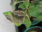 Phytophthora - aardappel Plant 60 %