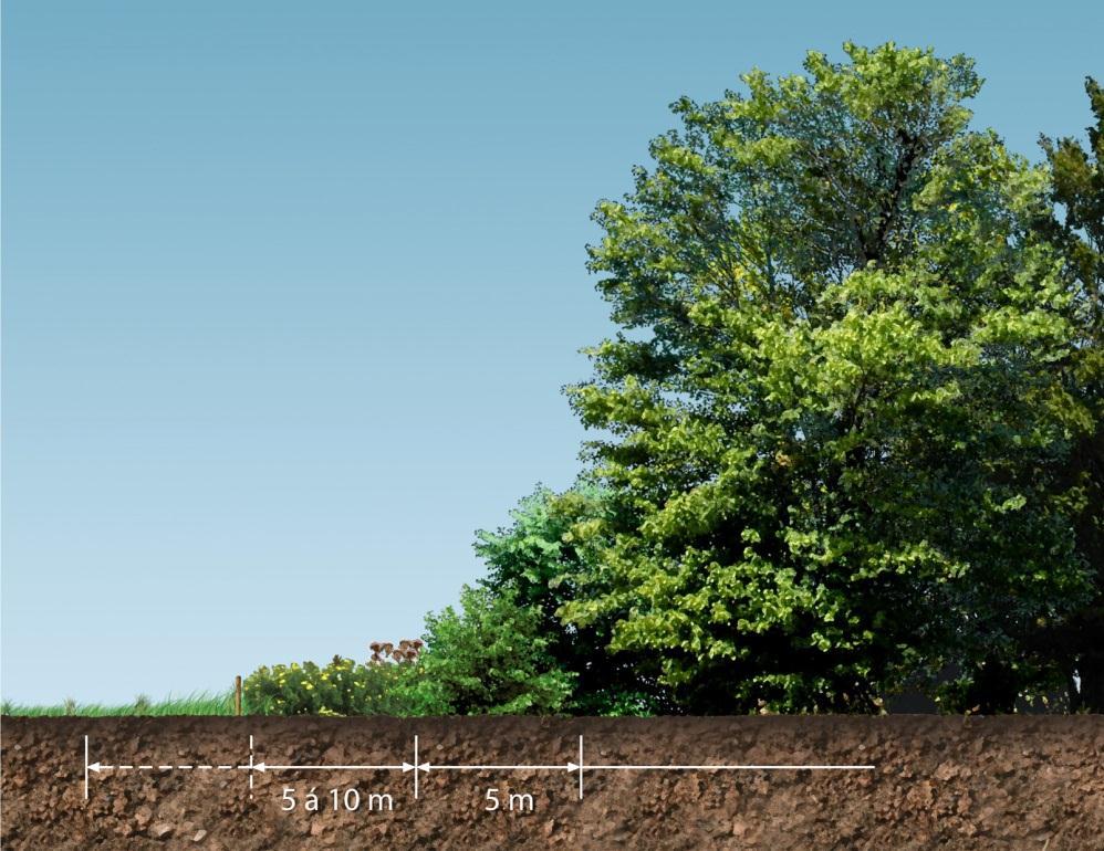 Geleidelijke overgangen beplanting Zoom-mantel vegetatie Zorgt voor dekking,