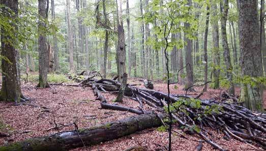 Natuurlijk zullen in de biologieles daarbij de ecologische aspecten voorop staan.