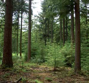 Inmiddels ontstaan gevarieerde bosstructuren als gevolg van natuurlijke verjonging. Echter: douglasbossen bevatten doorgaans weinig biodiversiteit.