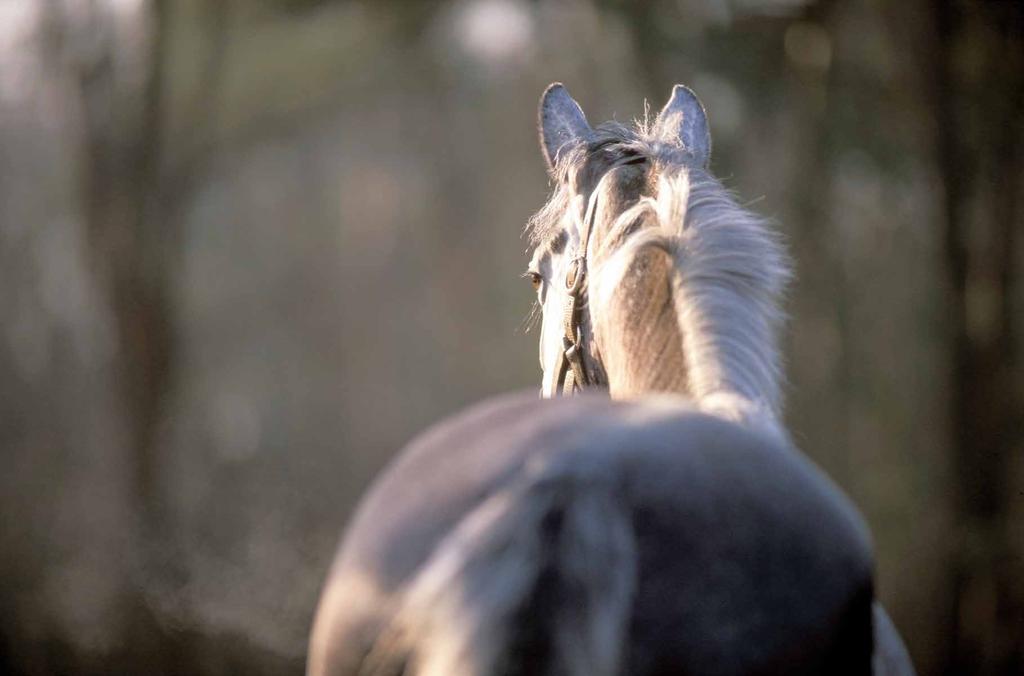 LEREN Veranderde btw-tarieven voor paardenhouderij Hoe gaan (OP)FOKKERS daarmee om? Op 1 januari 2018 is de Landbouwregeling en de Veehandelsregeling komen te vervallen.