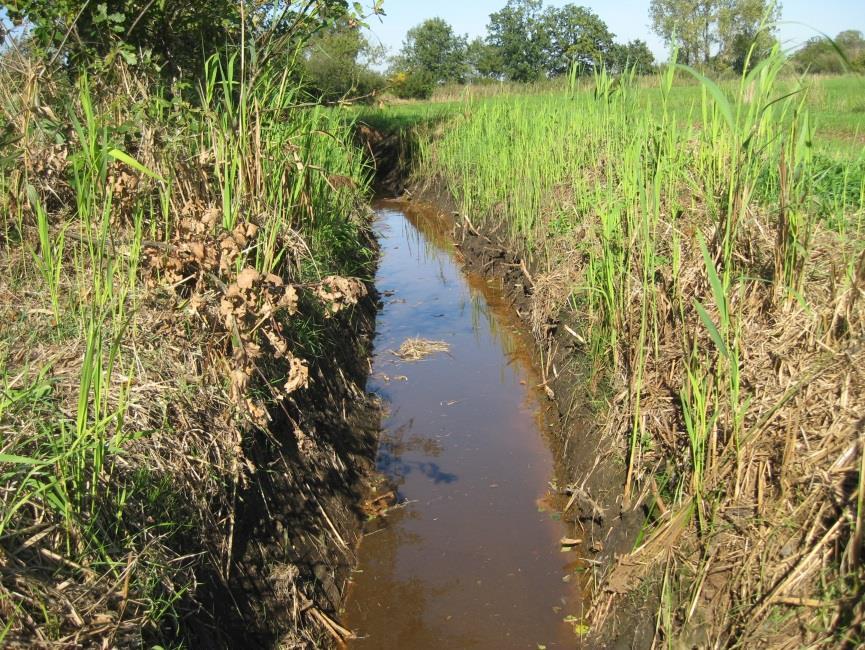 Hermeandering Dommel Natuur: