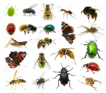 augustus 2018 Insecten In Nederland ca.