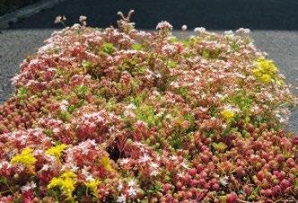 Sedum StockDrain 80 Voorgekweekte platen voor groendaken EEN SNEL EN EFFICIËNT GROENDAK! Sedum Stockdrain 80 is een gestructureerde HD-PE plaat met ingebouwde waterreservoirs.