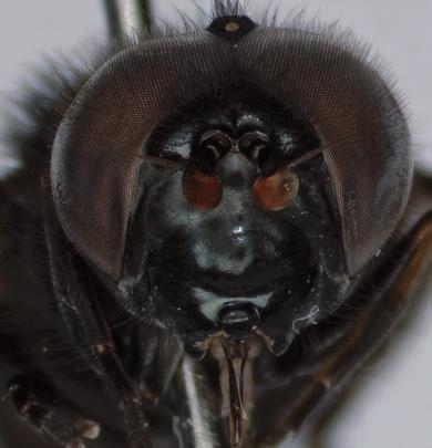 Figuur 3. Cheilosia morio, gezicht mannetje. Figure 3. Cheilosia morio, face of male. Figuur 4. Cheilosia morio, gezicht vrouwtje. Figure 4. Cheilosia morio, face of female. eerst het vrouwtje als C.