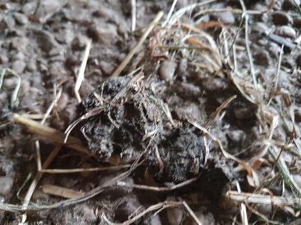 Soortgroep Wetenschappelijke naam Nederlandse naam Waarneming Dagvlinders Aglais urticae Kleine vos Aanwezig in plangebied Dagvlinders Pieris rapae Klein koolwitje Aanwezig in plangebied Insecten