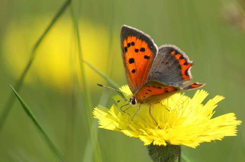 Stika is een regeling van de provincie, gemeenten en waterschappen in Brabant om landschapsbeheer door boeren, burgers en buitenlui te stimuleren.