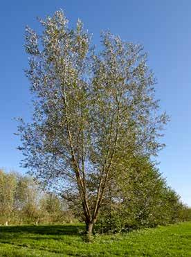 Mooie doorkijkjes en prachtige kleuren 26 Peter Kerkhofs heeft als particuliere grondeigenaar ruim 3 hectare in beheer