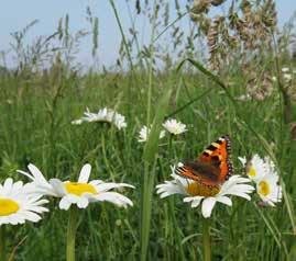 Complete stimuleringsregeling Via het Stika kunnen agrariërs en andere particuliere grondeigenaren vergoedingen krijgen voor de aanleg en het onderhoud van landschapselementen en wandelpaden en het