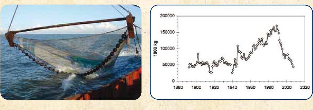 4 Een moderne garnalenboomkor (links, ILVO) en aanvoer van pladijs uit de Noordzee (rechts, bron: ICES).